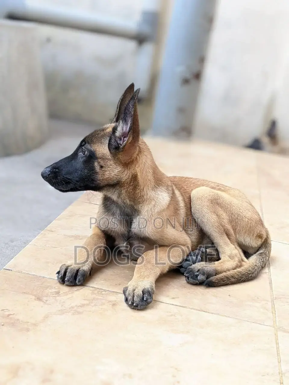 1-3 Months Female Purebred Belgian Malinois