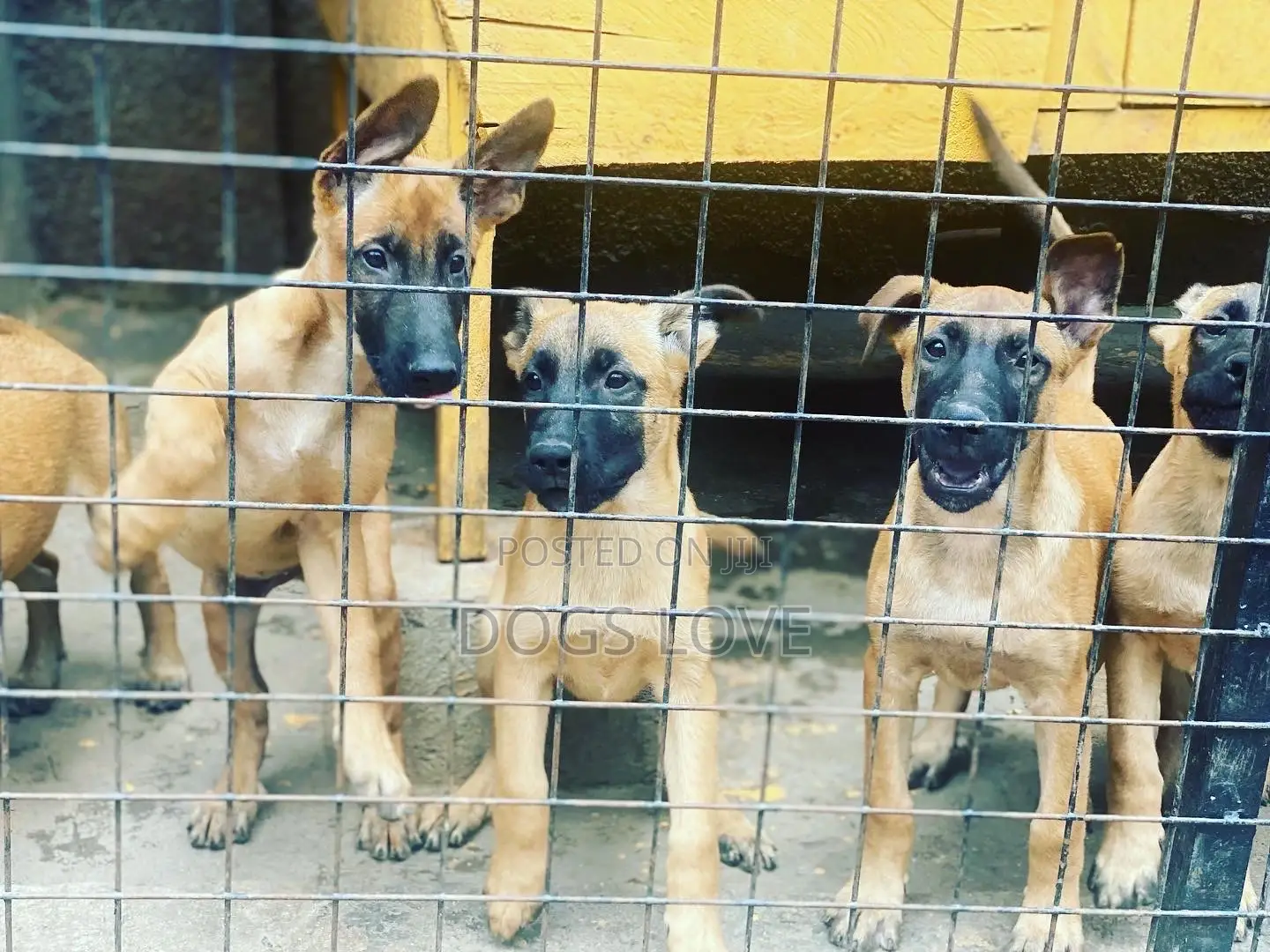 1-3 Months Female Purebred Belgian Malinois