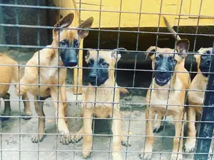 1-3 Months Female Purebred Belgian Malinois