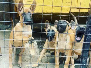 1-3 Months Female Purebred Belgian Malinois