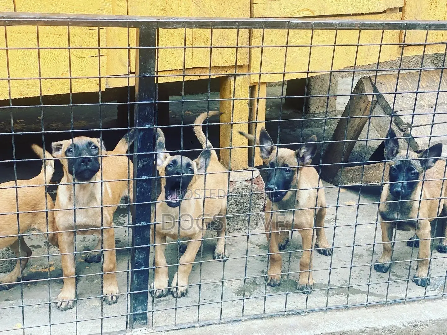 1-3 Months Female Purebred Belgian Malinois