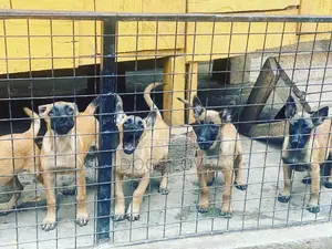 1-3 Months Female Purebred Belgian Malinois