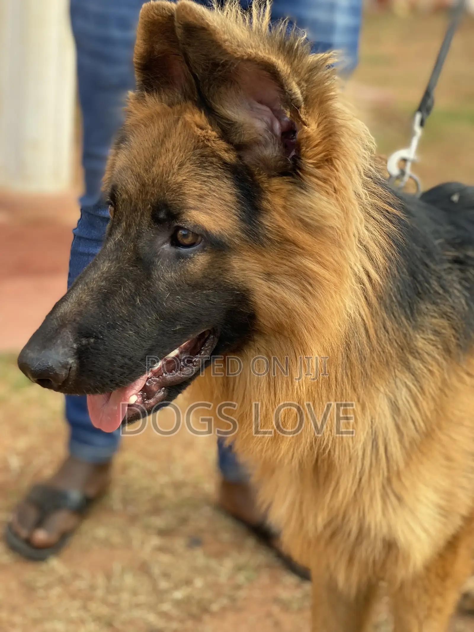 6-12 Months Female Purebred German Shepherd