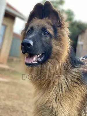 6-12 Months Female Purebred German Shepherd