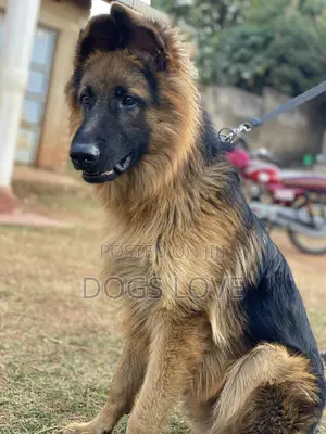 6-12 Months Female Purebred German Shepherd
