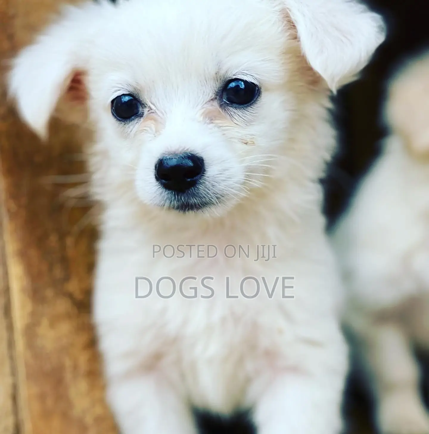 1-3 Months Female Purebred Japanese Spitz