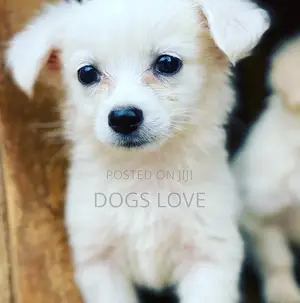 1-3 Months Female Purebred Japanese Spitz