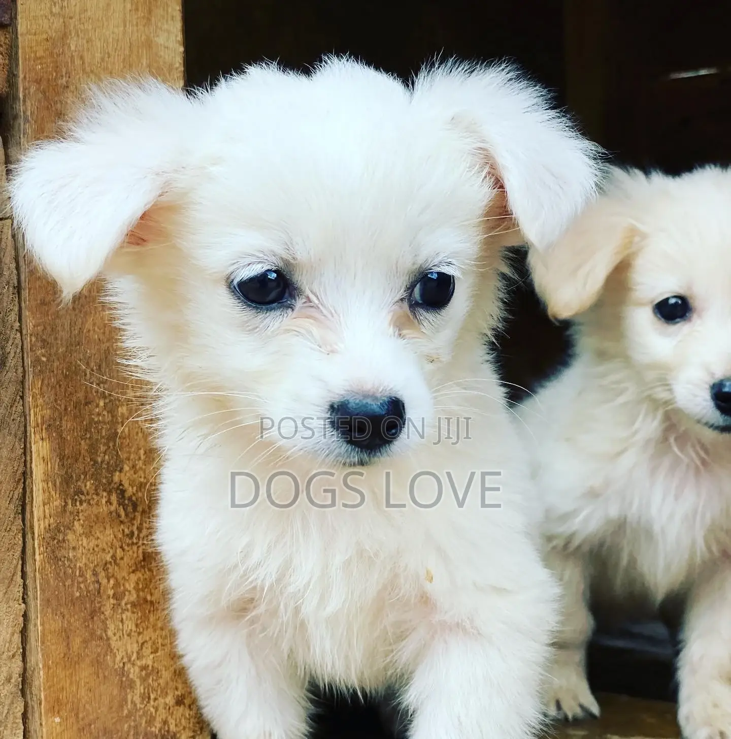 1-3 Months Female Purebred Japanese Spitz