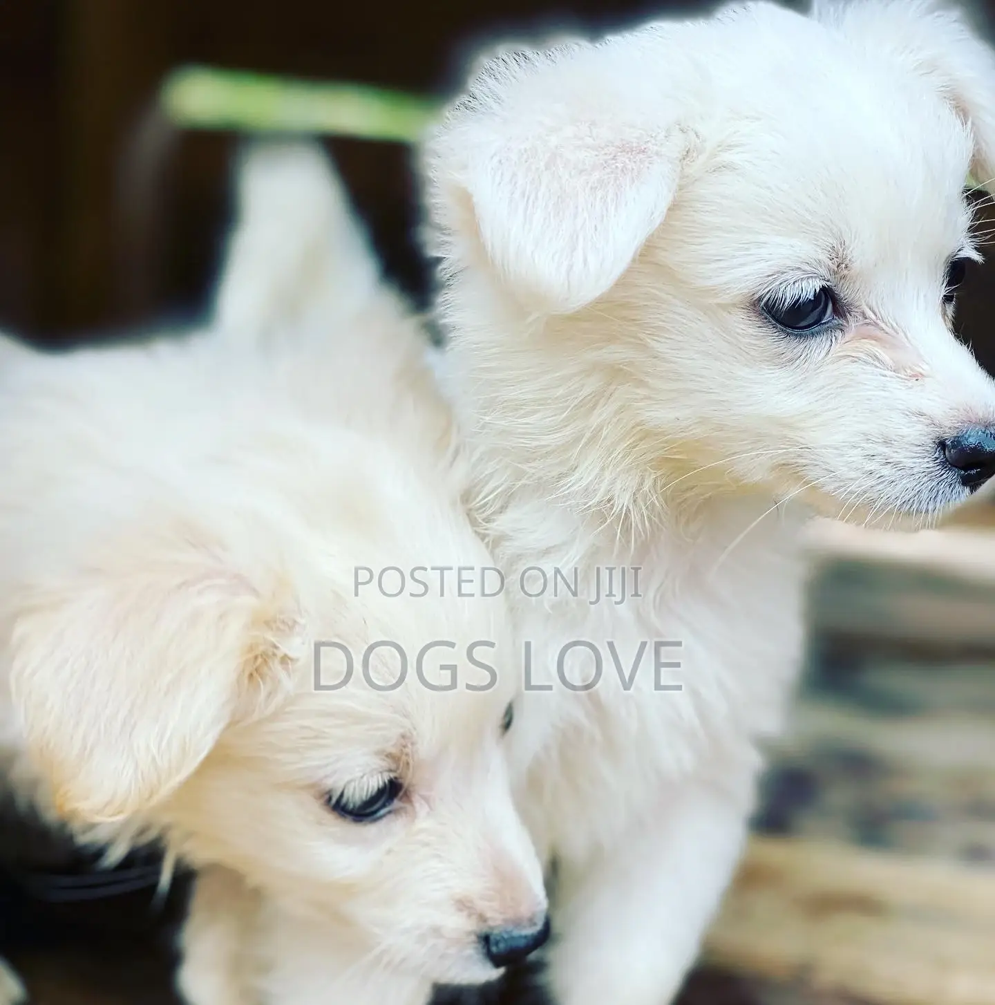 1-3 Months Female Purebred Japanese Spitz