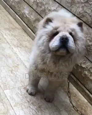 1-3 months Female Purebred Chow Chow