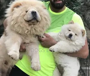 1-3 months Female Purebred Chow Chow