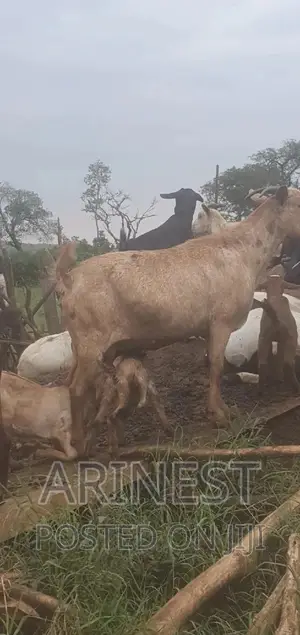 A Mother of 3kids All Female 