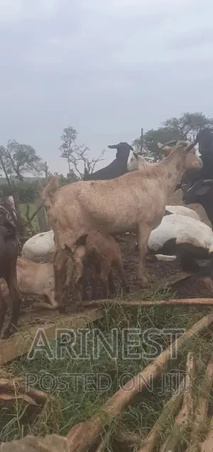A Mother of 3kids All Female 