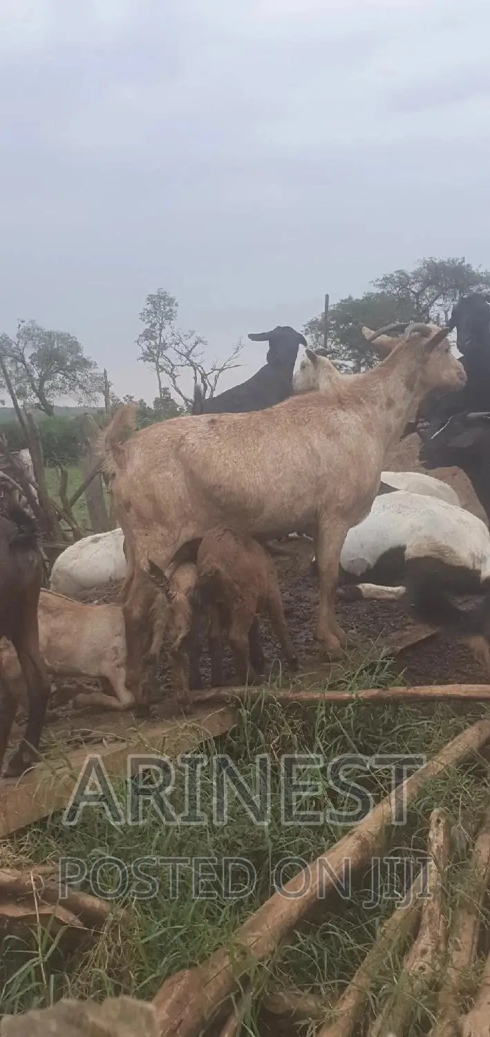 A Mother of 3kids All Female 