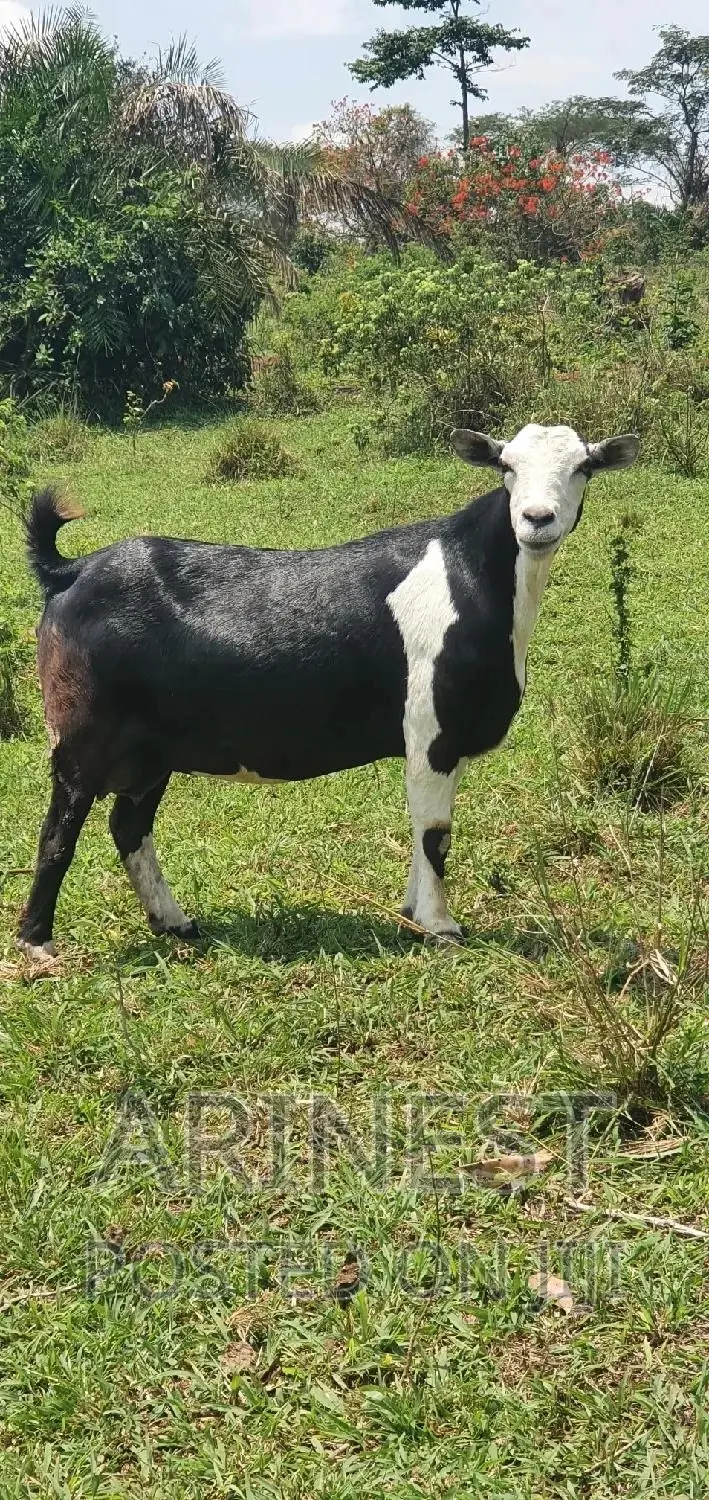 Rare Breed That Gives Birth to 4kids.