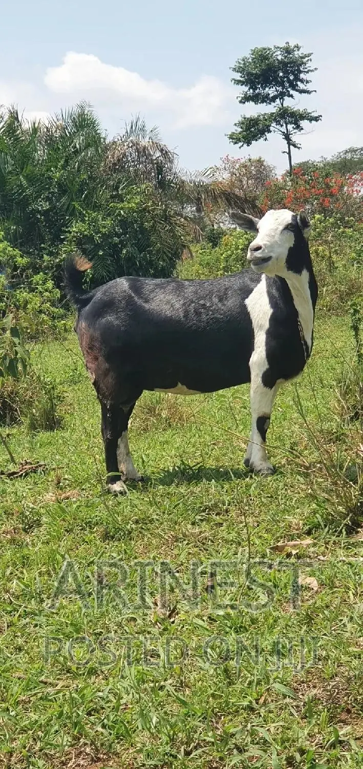 Rare Breed That Gives Birth to 4kids.