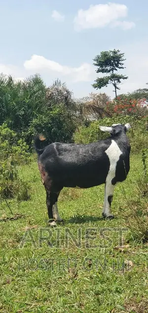 Rare Breed That Gives Birth to 4kids.