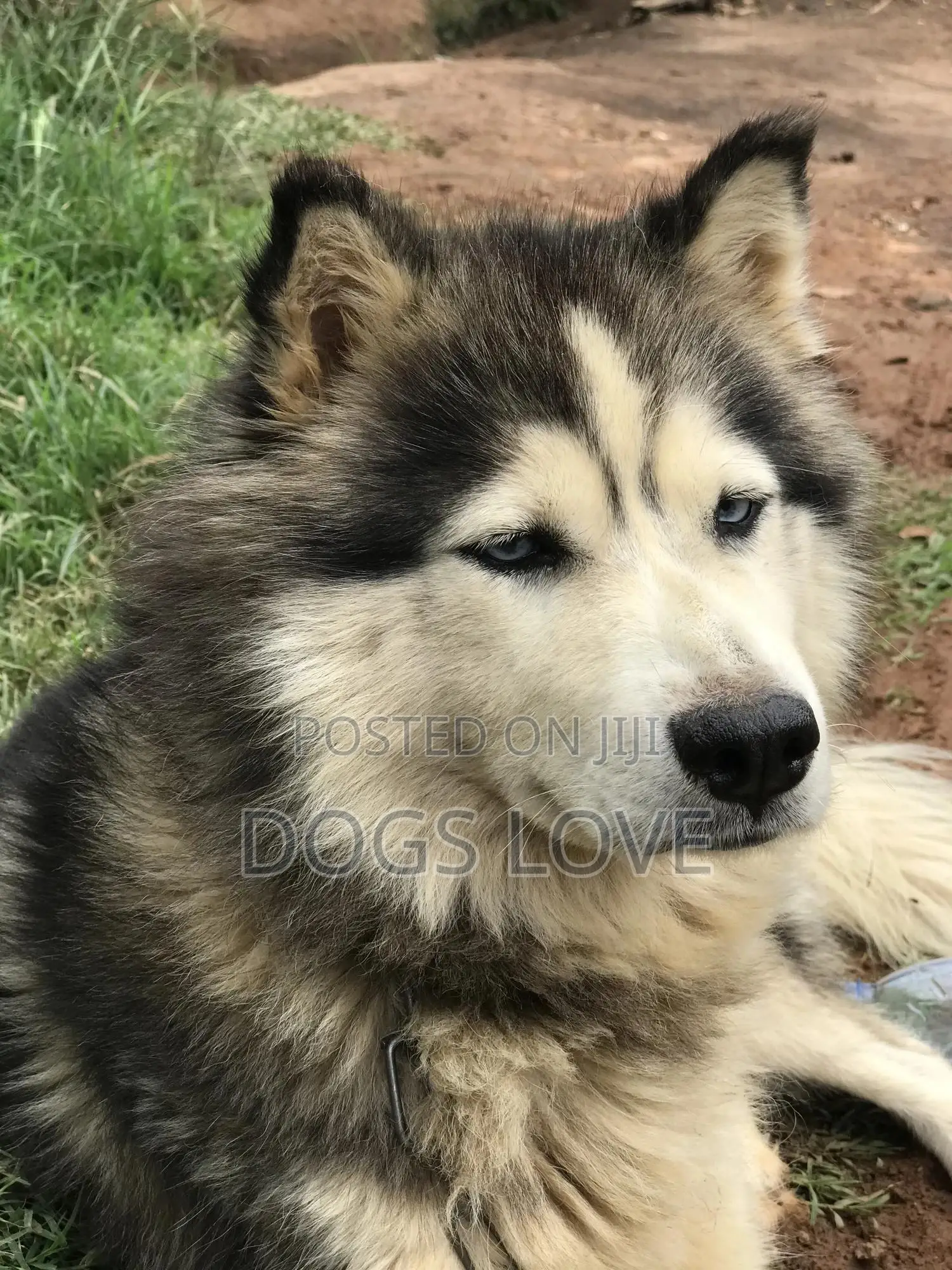 6-12 months Female Purebred Alaskan Malamute