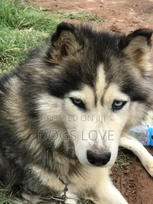 6-12 months Female Purebred Alaskan Malamute