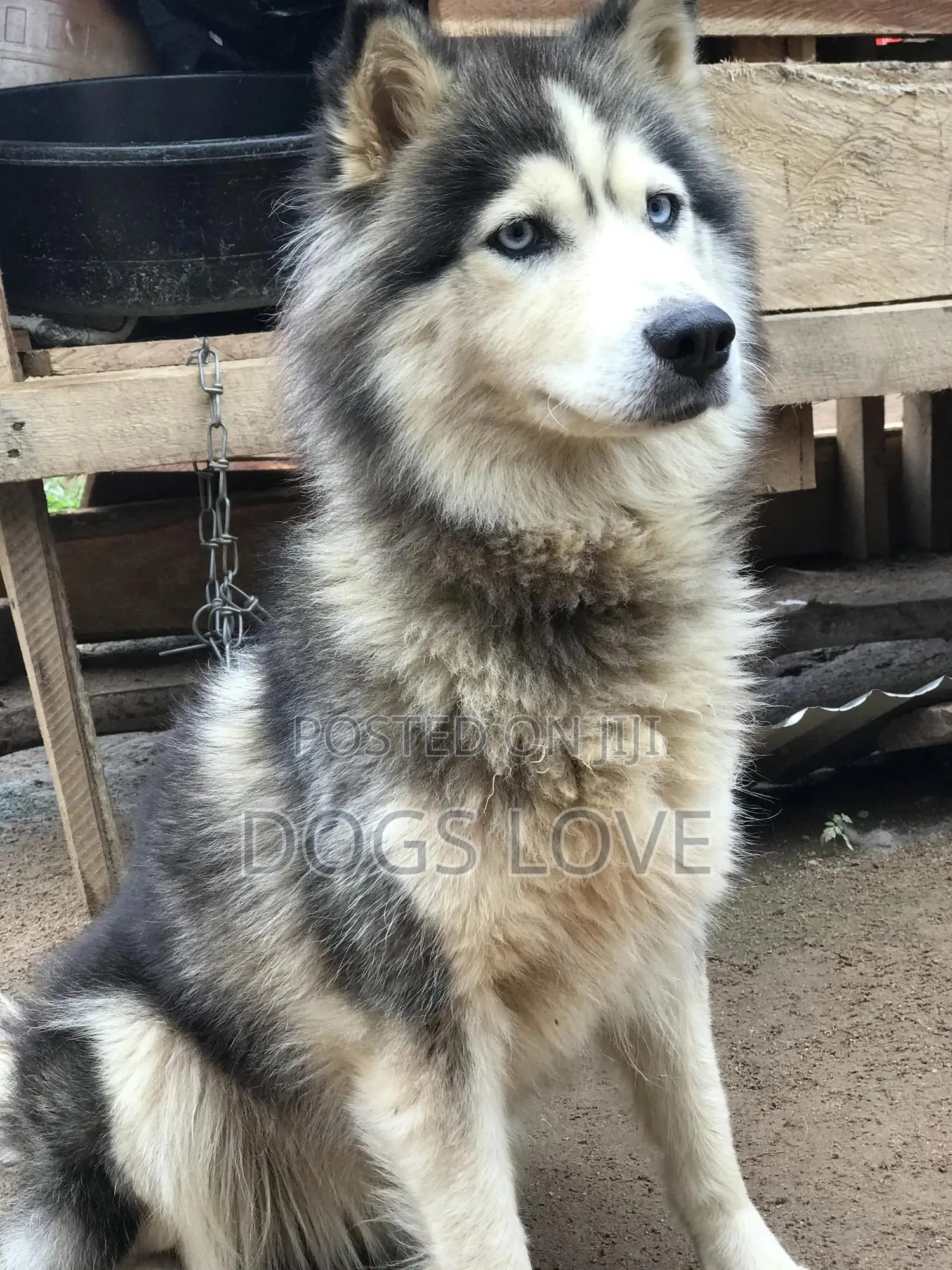 6-12 months Female Purebred Alaskan Malamute