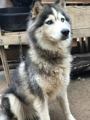6-12 months Female Purebred Alaskan Malamute