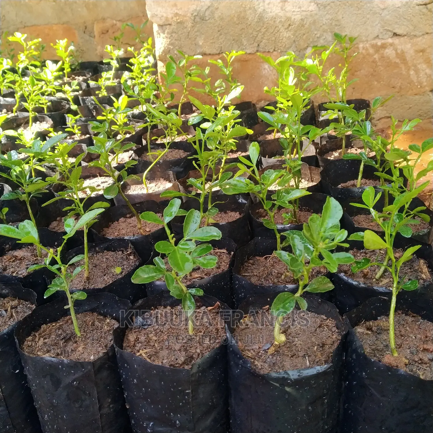 Omusongola (African Sex Tree) Citropsis Seedlings for Sale.