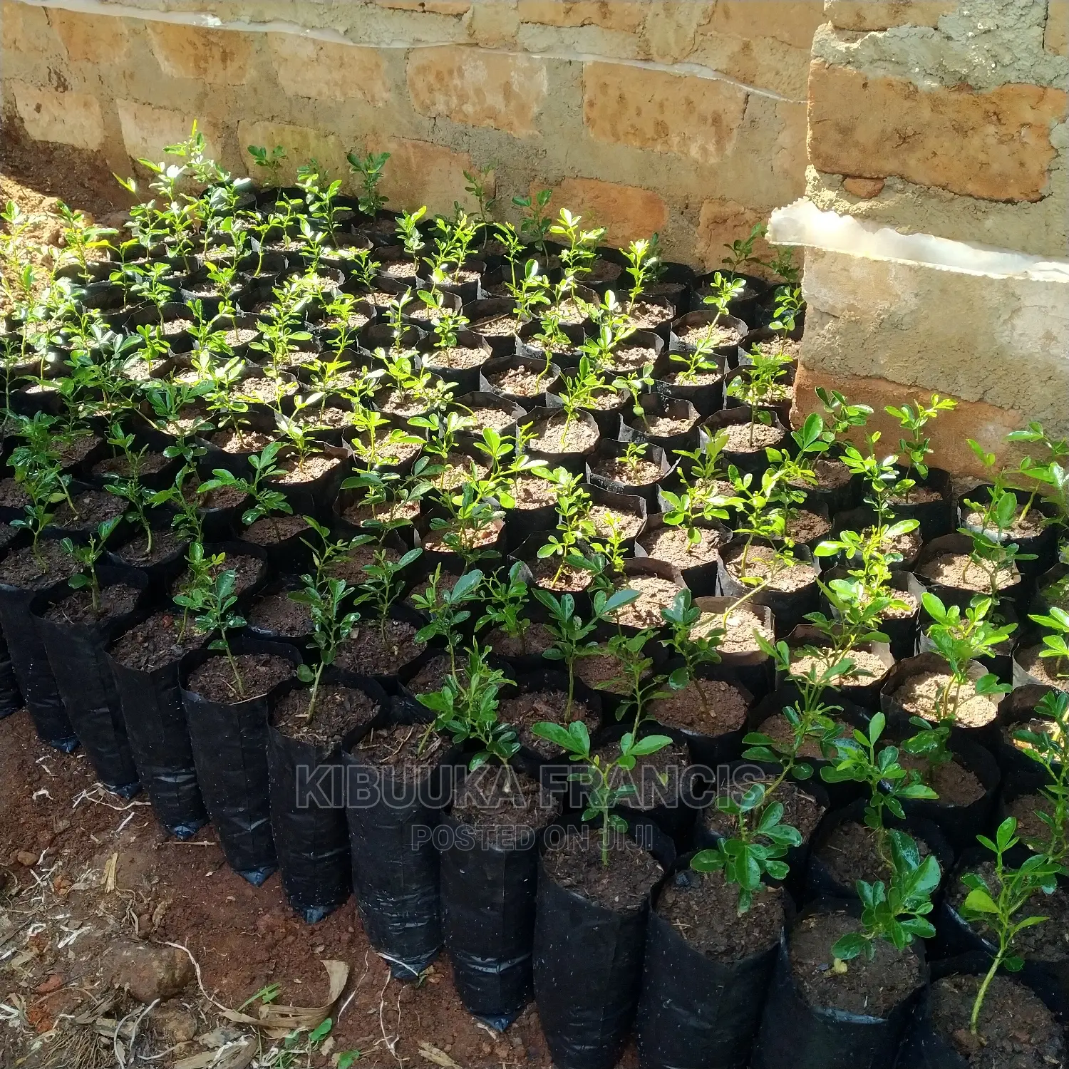 Omusongola (African Sex Tree) Citropsis Seedlings for Sale.