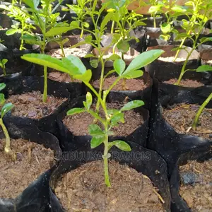 Omusongola (African Sex Tree) Citropsis Seedlings for Sale.