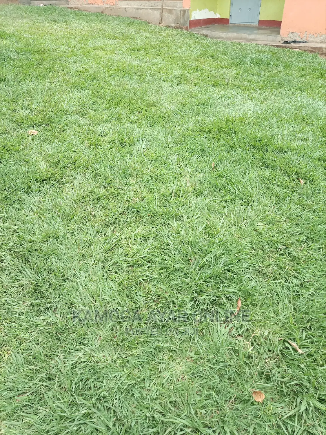 Paspalum Grass Zimbabwe,Pemba, South Africa, Bermuda