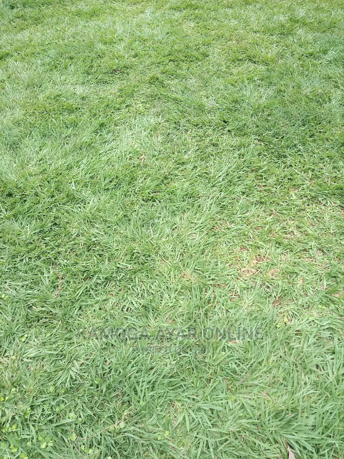 Pemba Paspalum Grass, Zimbabwe, South Africa