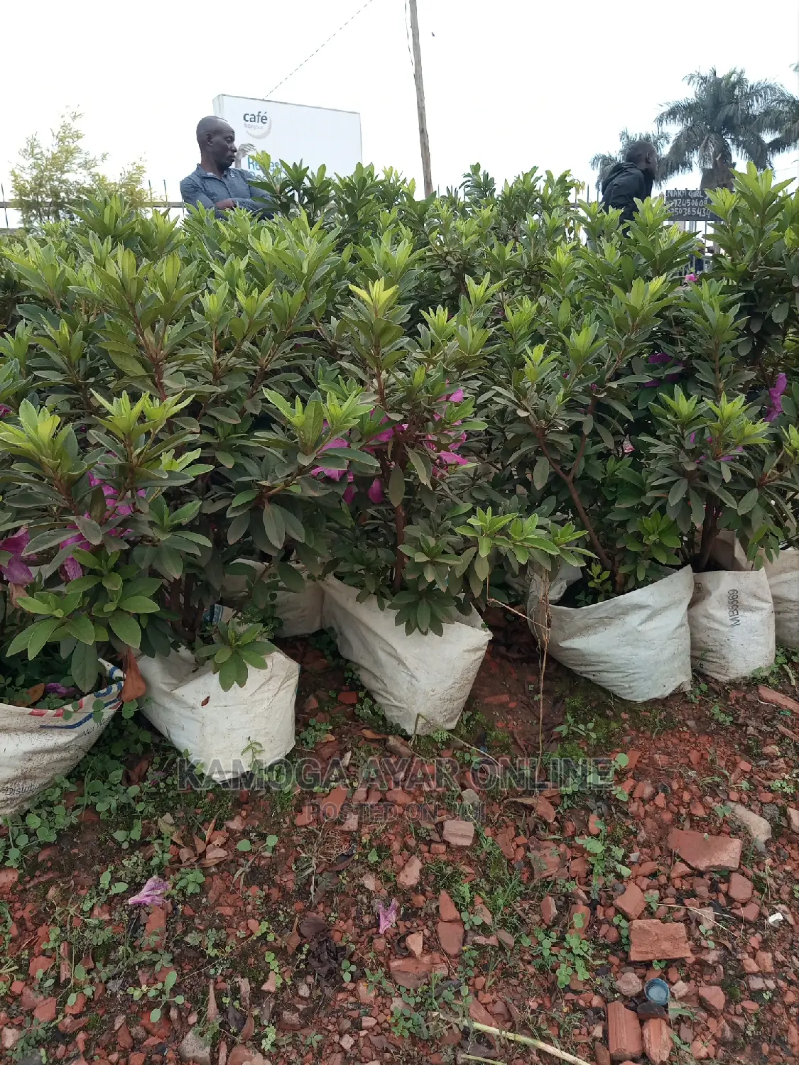 Garden Flowers and Compound Designing Design
