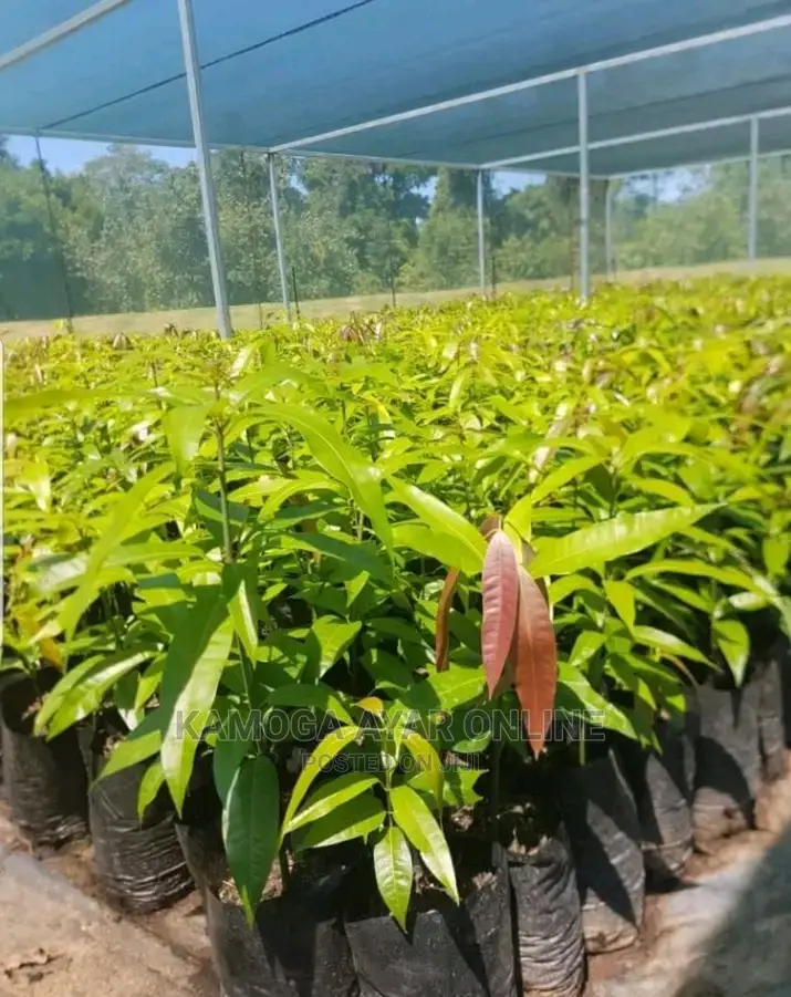 Hybrid Mango Trees