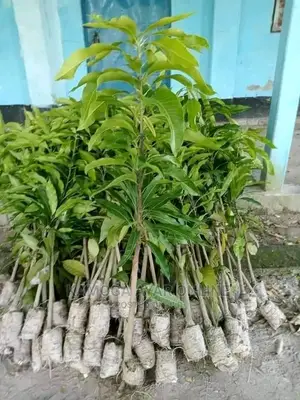 Hybrid Mango Trees