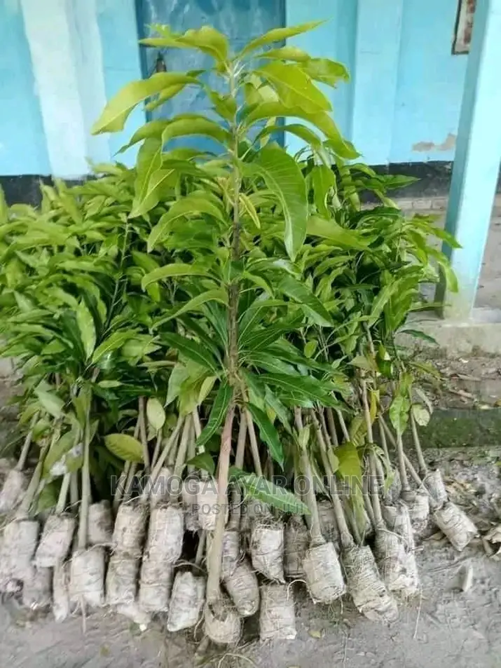 Hybrid Mango Trees