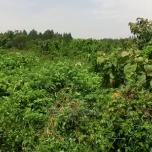 Photo - 300 Acres on Quicksale in Masaka Rakai District at Gd Price