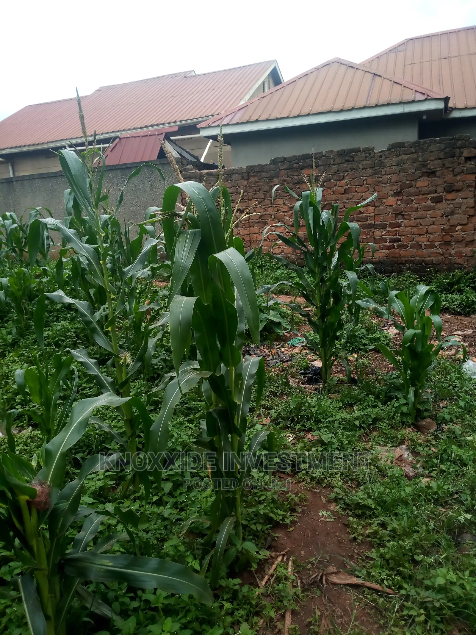 Plot for Sale 40x50ft at 10m Ugx Lukwaga Sentema Town