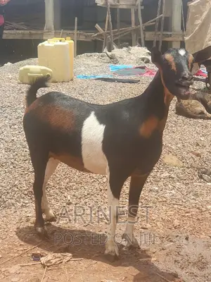 Savanna Crossbreed Pregnant