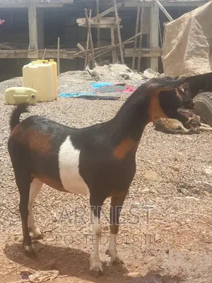 Savanna Crossbreed Pregnant