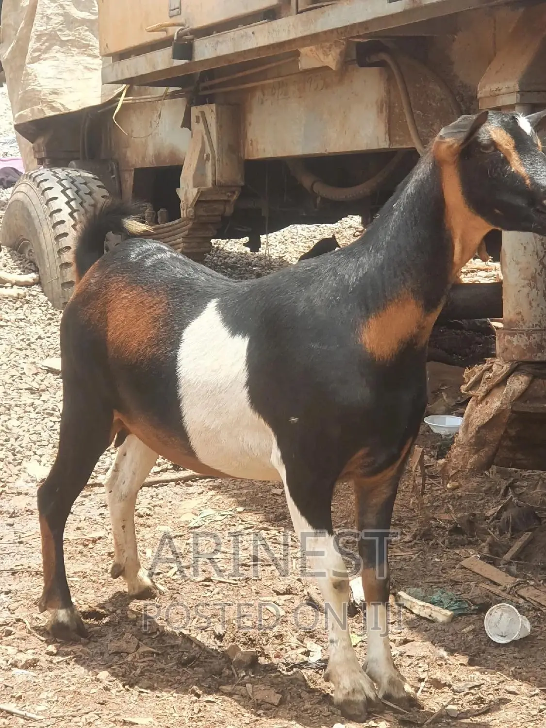 Savanna Crossbreed Pregnant