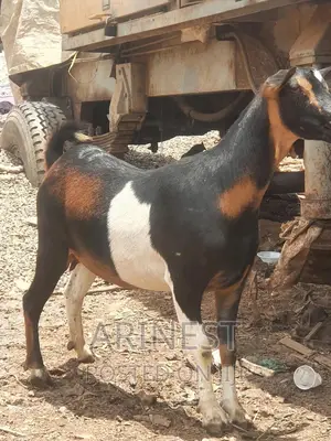Savanna Crossbreed Pregnant