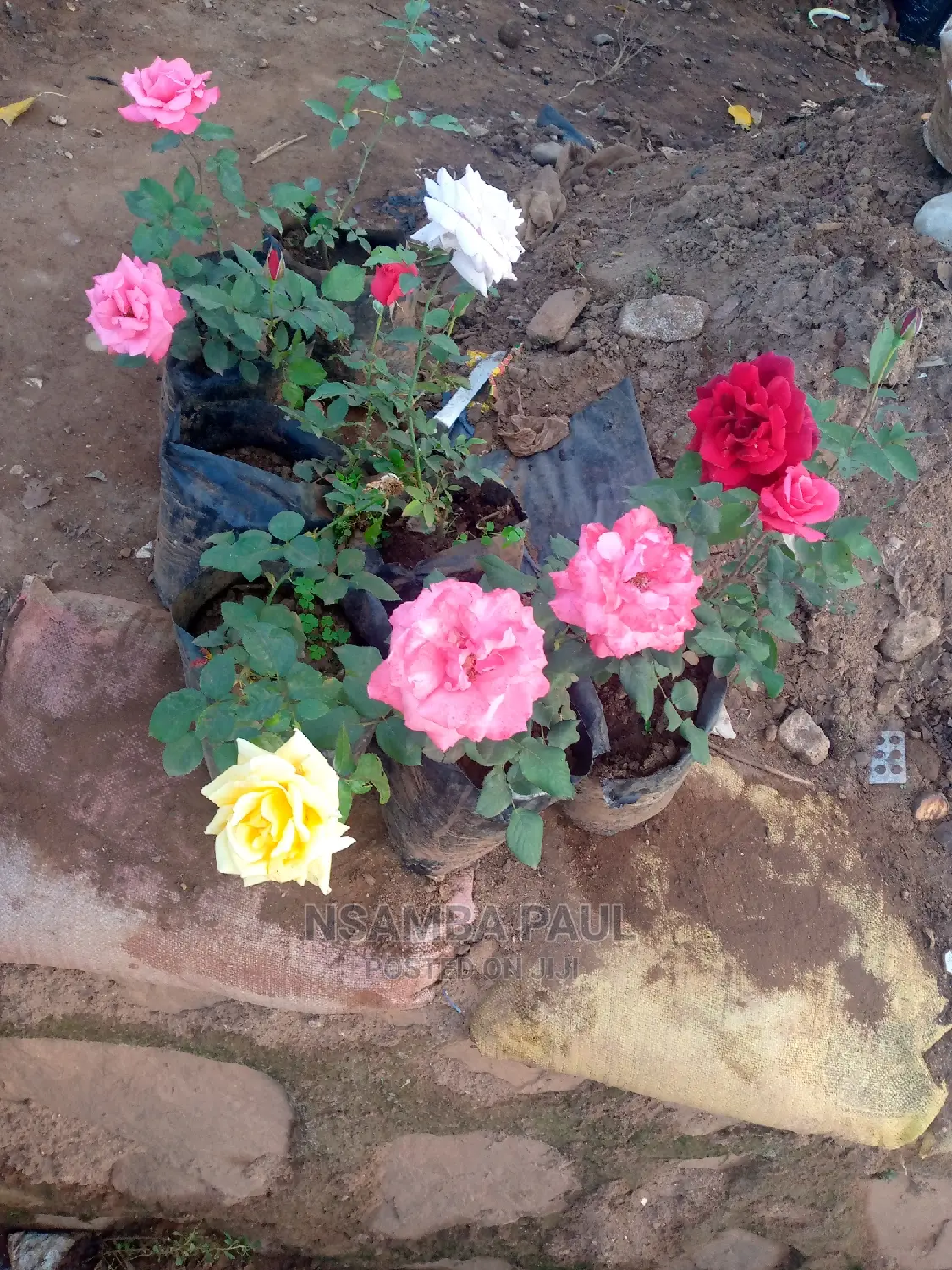 Rose Flowers