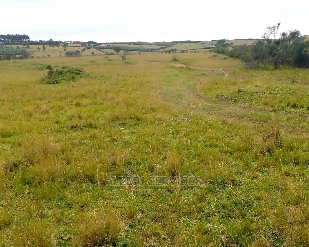Land on Sell