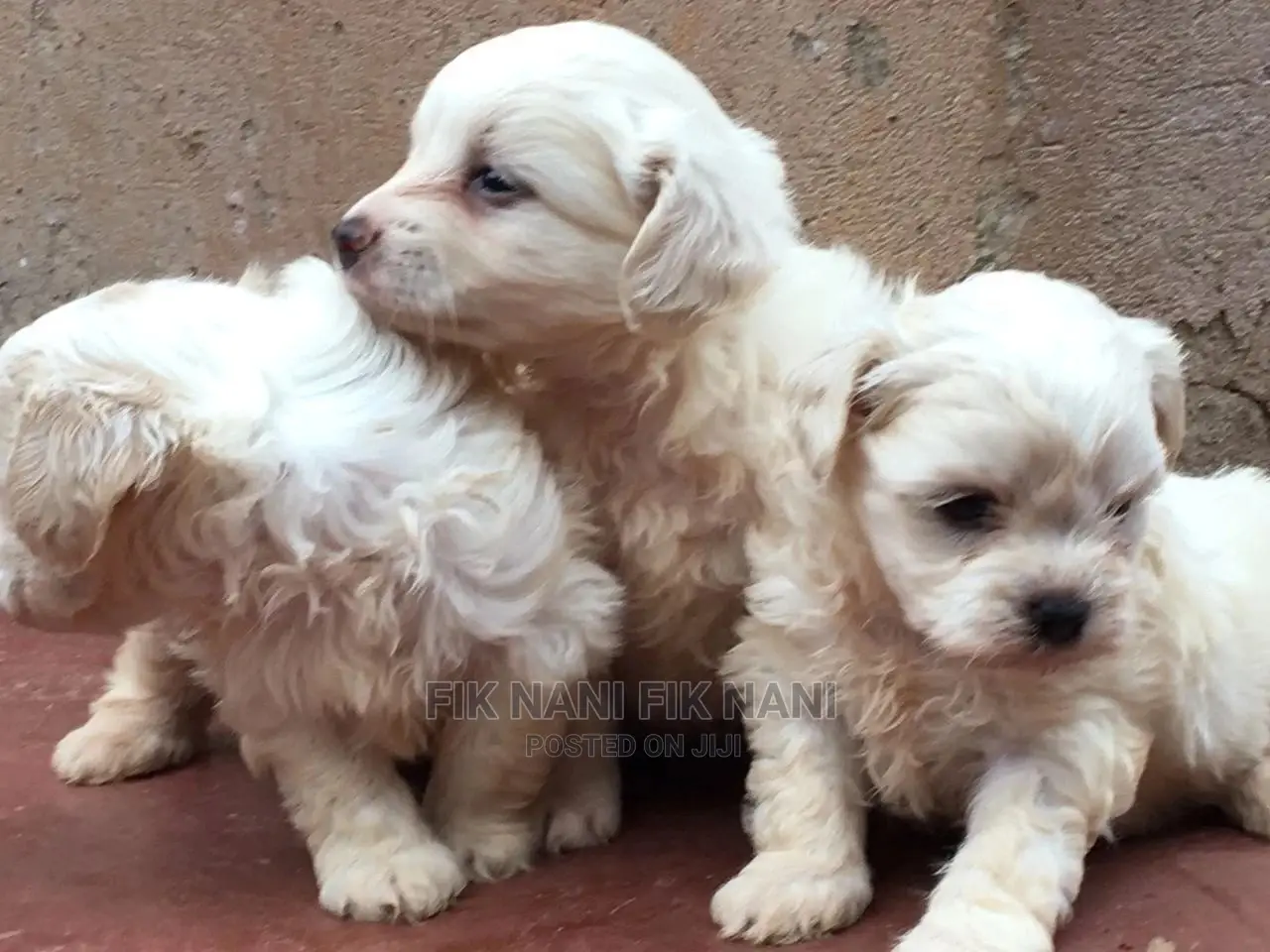 1-3 Months Male Purebred Maltese