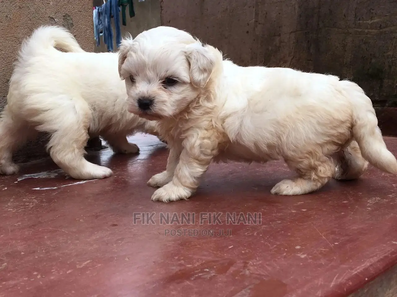 1-3 Months Male Purebred Maltese
