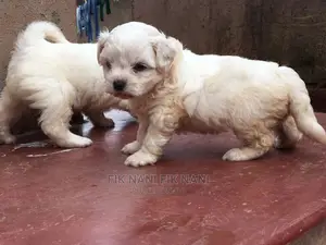 1-3 Months Male Purebred Maltese