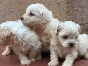 1-3 Months Male Purebred Maltese