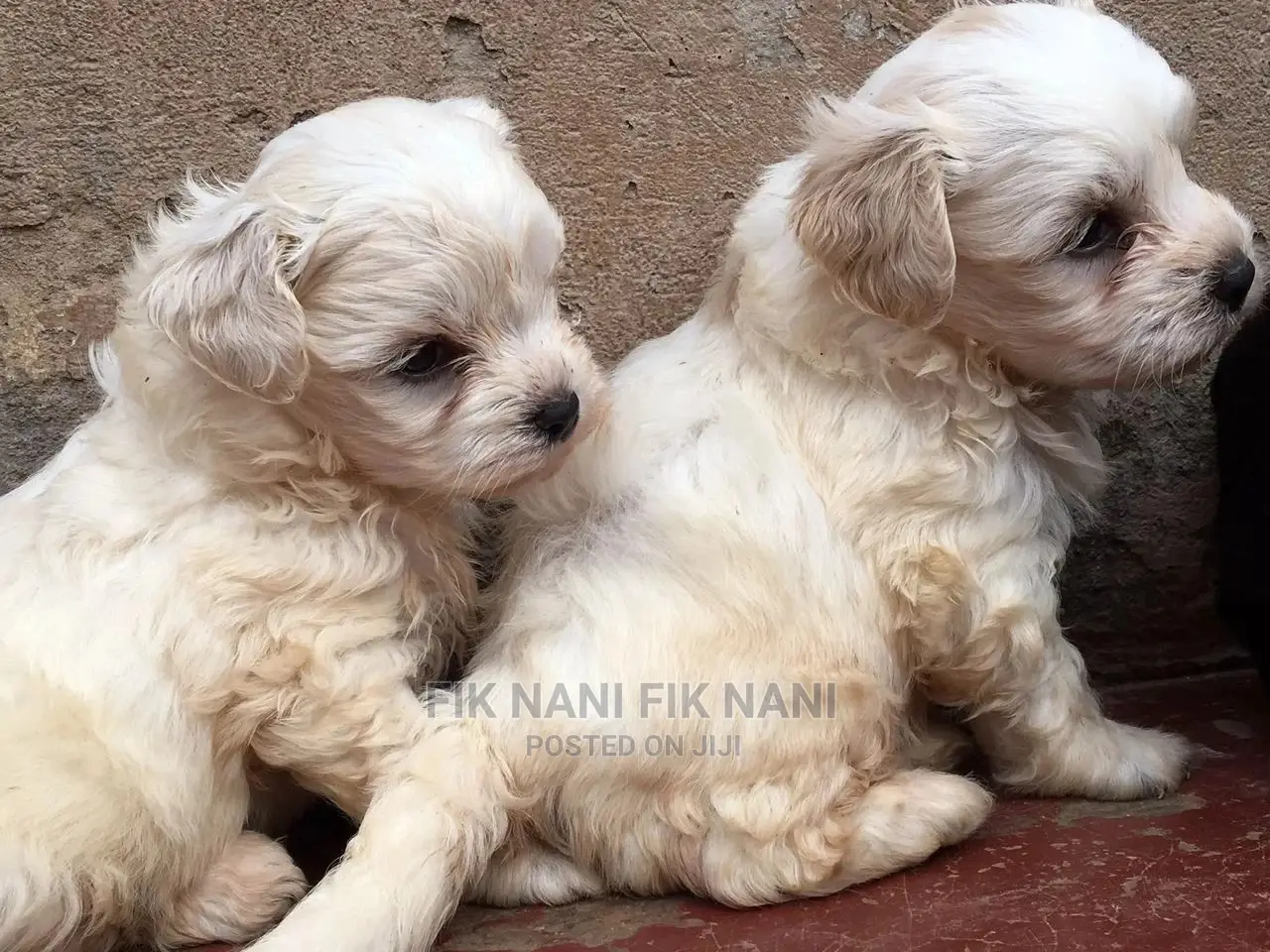 1-3 Months Male Purebred Maltese