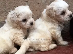 1-3 Months Male Purebred Maltese