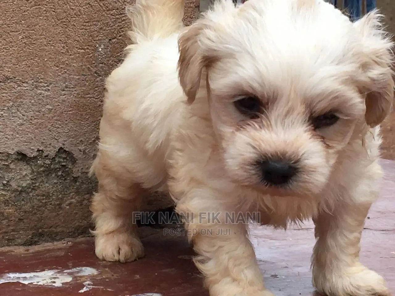 1-3 Months Male Purebred Maltese