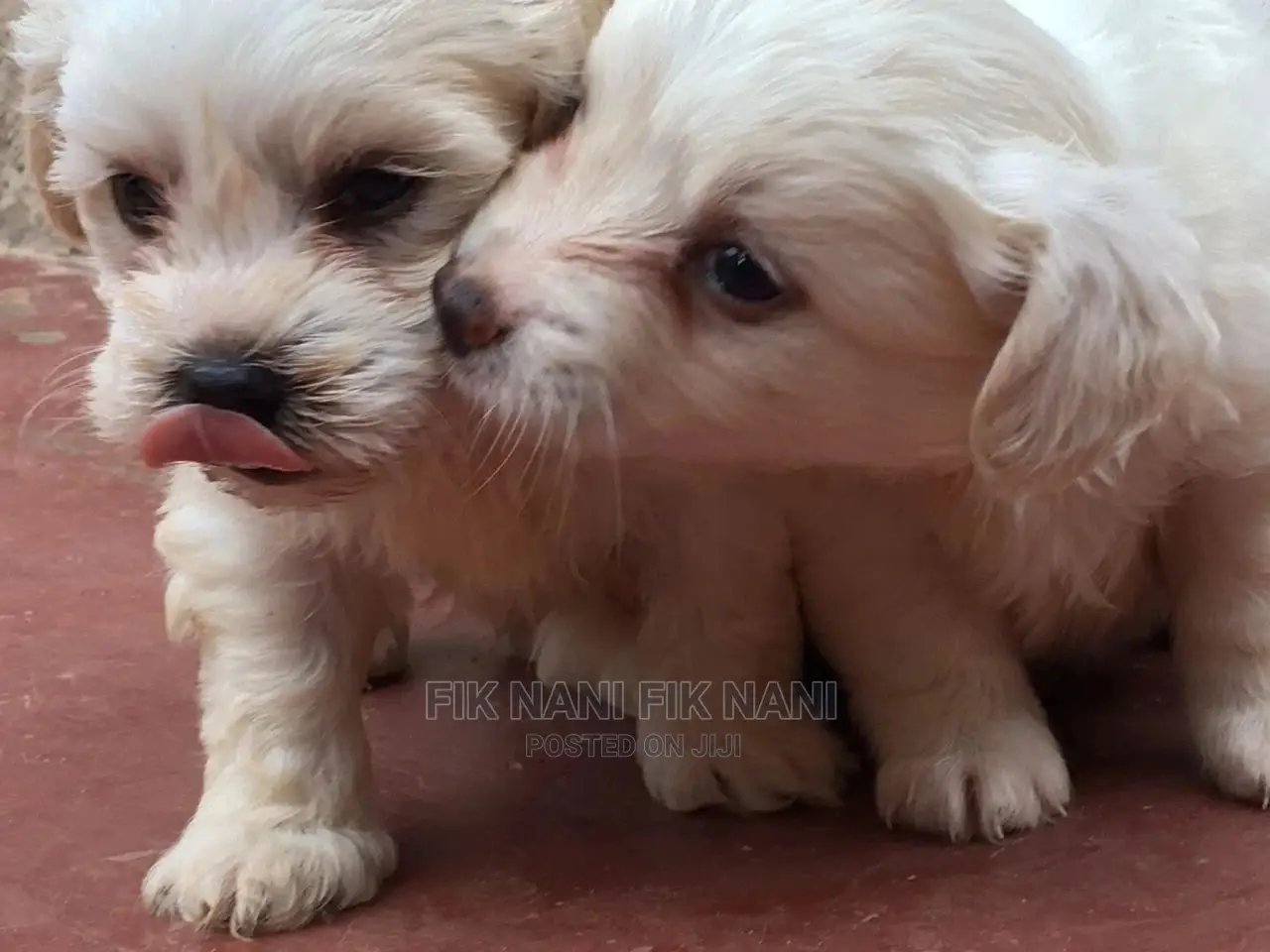 1-3 Months Male Purebred Maltese